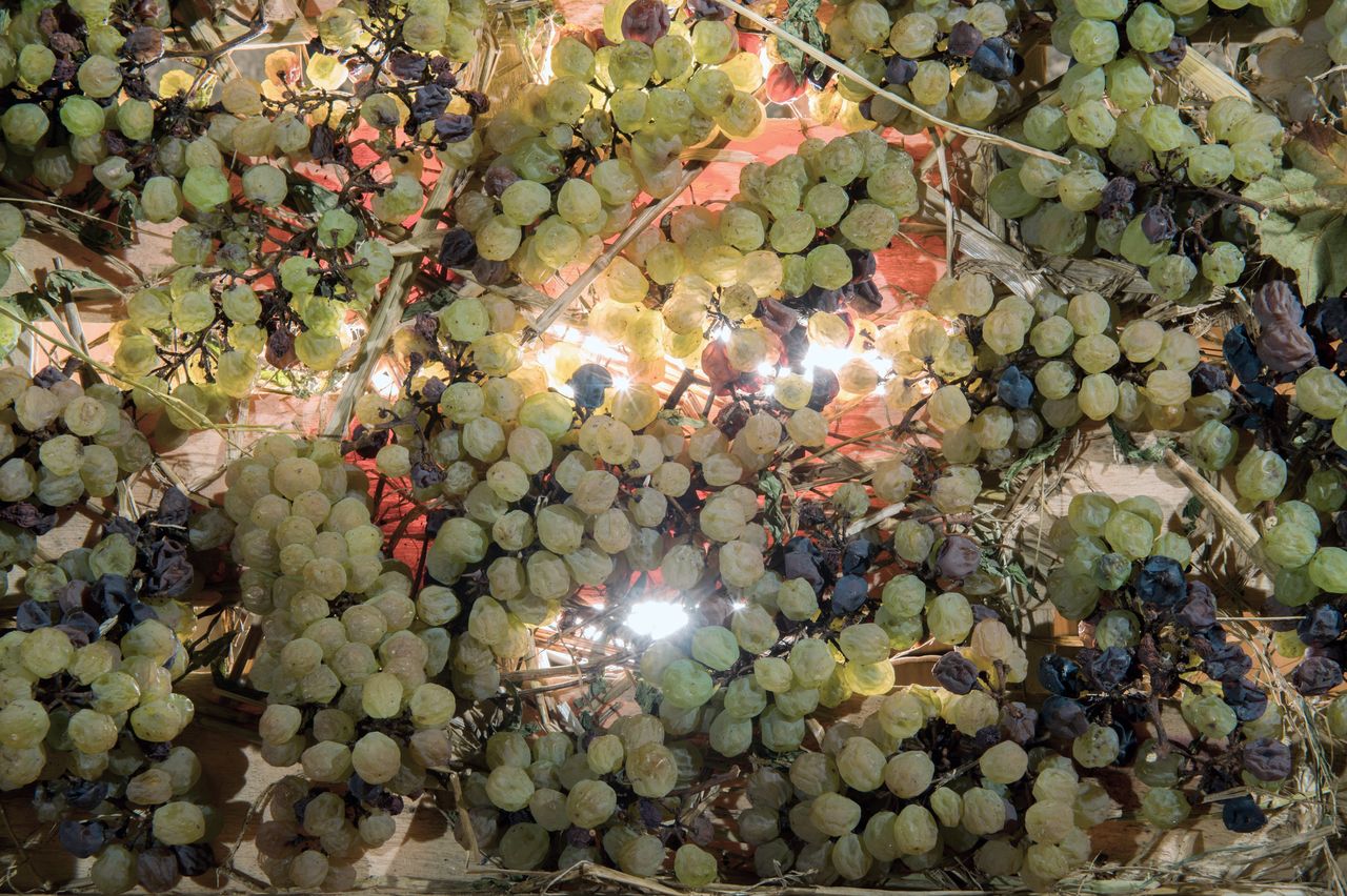 Vignoble Technique Vin de paille VDP-0031